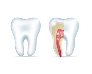 illustration of root system in tooth